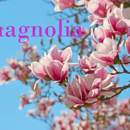 Ferme Knaapen 3* Neeritter