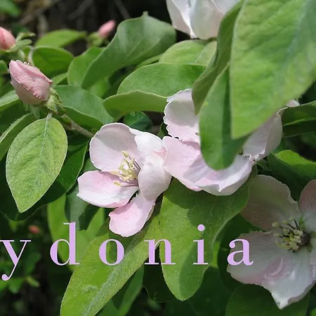 Ferme Knaapen B&B Neeritter