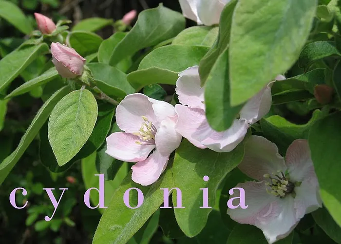 Ferme Knaapen Bed and Breakfast Neeritter